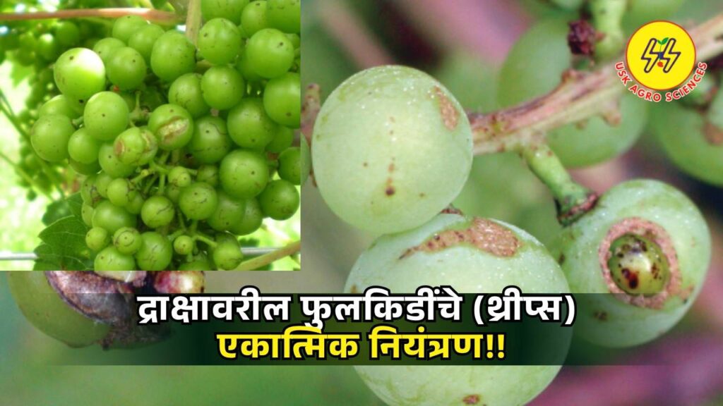 Control of thrips on grapes 2025