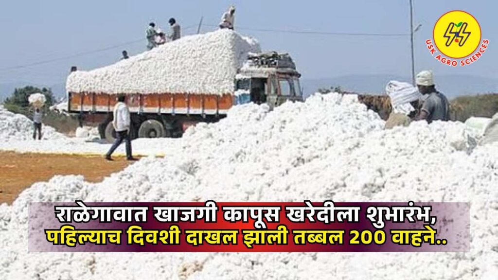 Cotton Market 2025