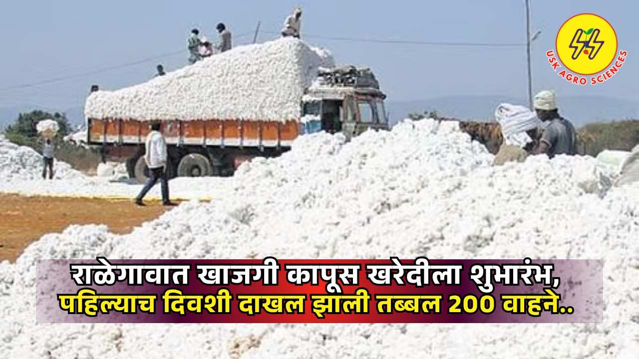 Cotton Market 2025