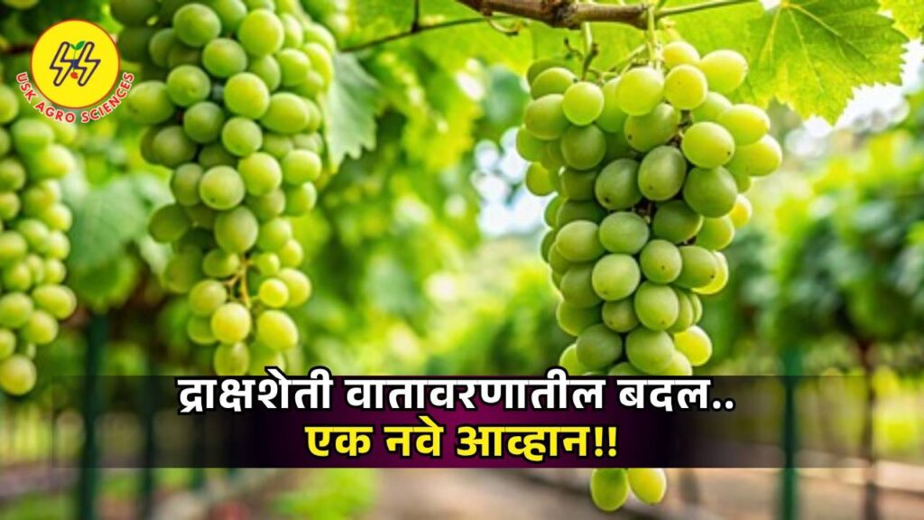 Changes in Grape Environment 2025