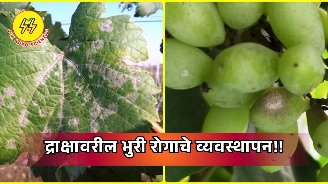 Brown rot disease on grapes 2025