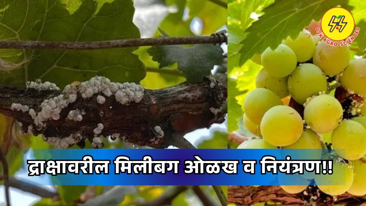 Control of Mealybug on Grapes 2025