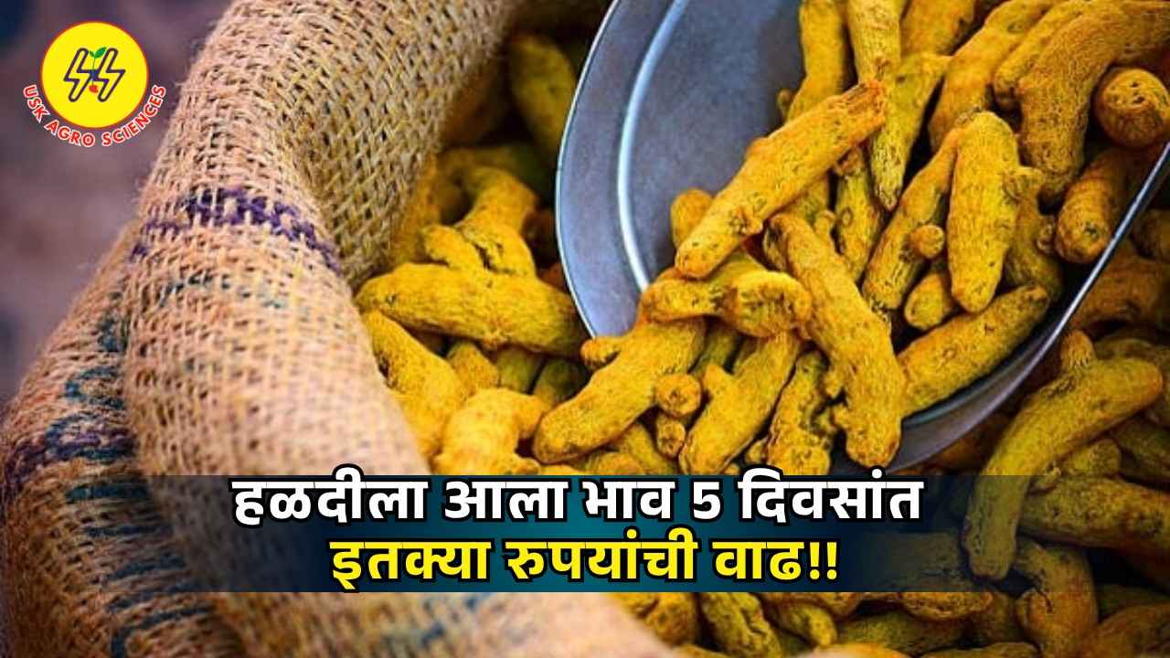 Turmeric Market 2025