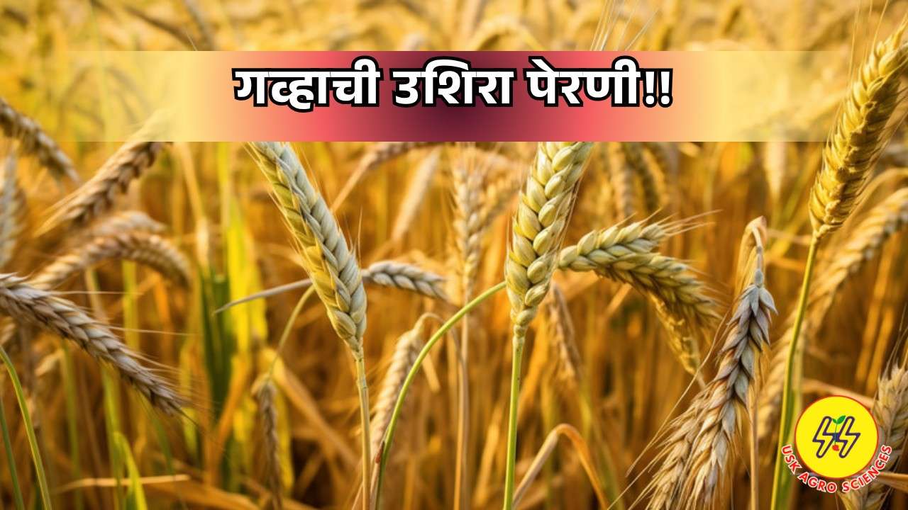 Late sowing of wheat 2025