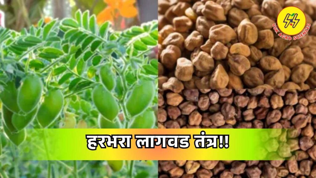 Gram Cultivation 2025