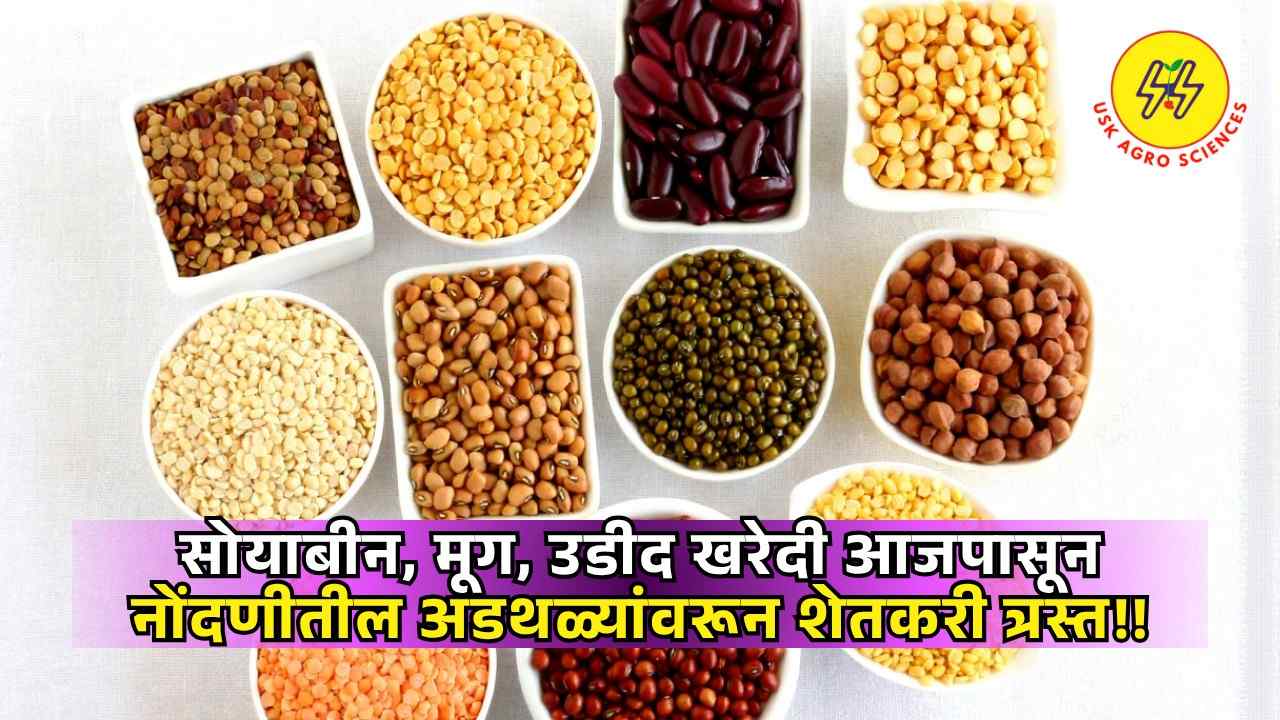 NAFED Shetmal Kharedi 2025