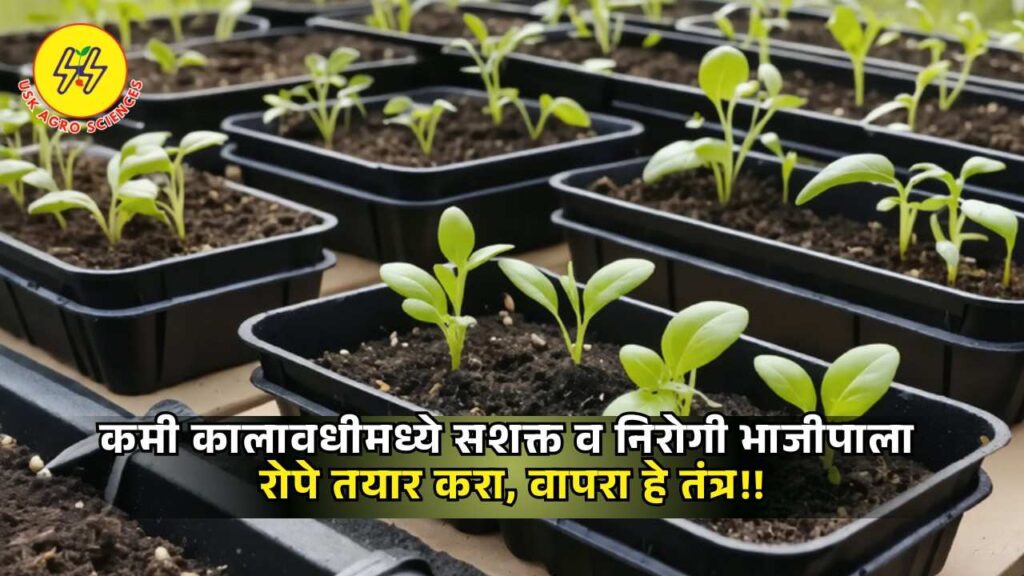 Vegetable Seedlings 2025