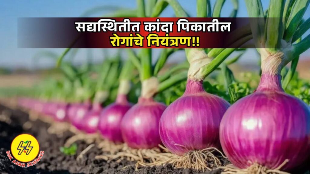 Diseases in Onion Crops 2025