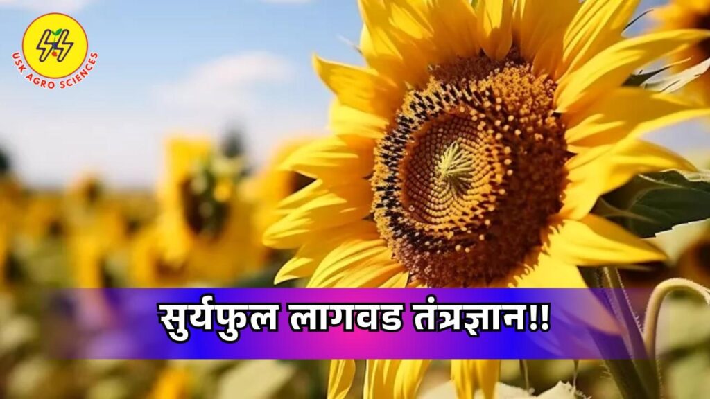 Sunflower Cultivation 2025
