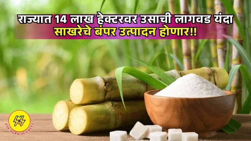 Sugar Production 2025