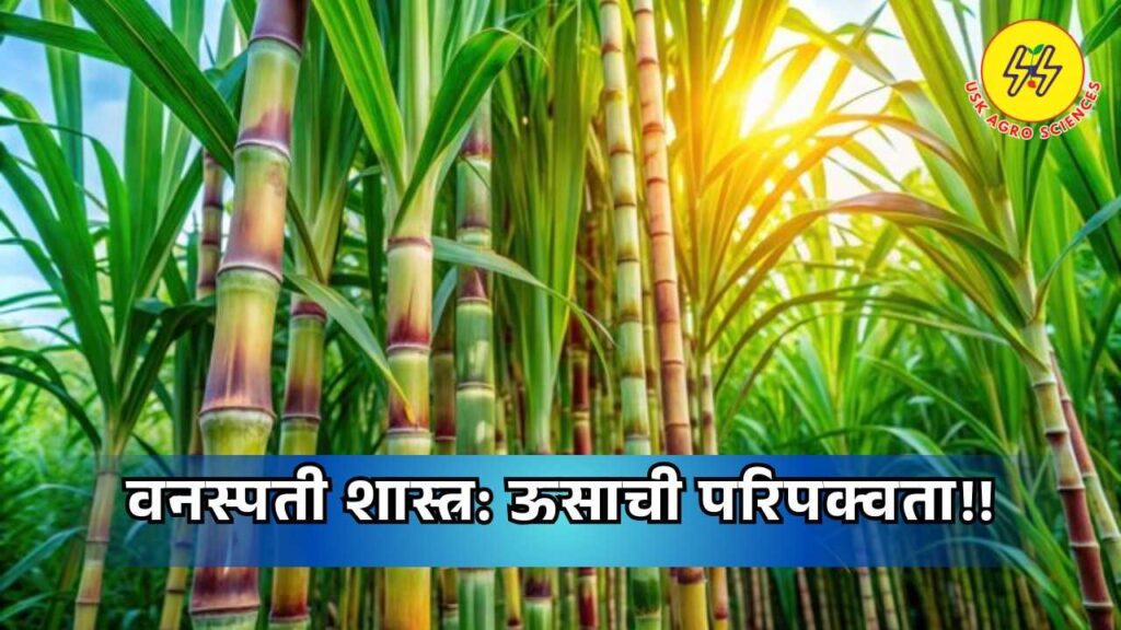 Botany Sugarcane Maturity 2025