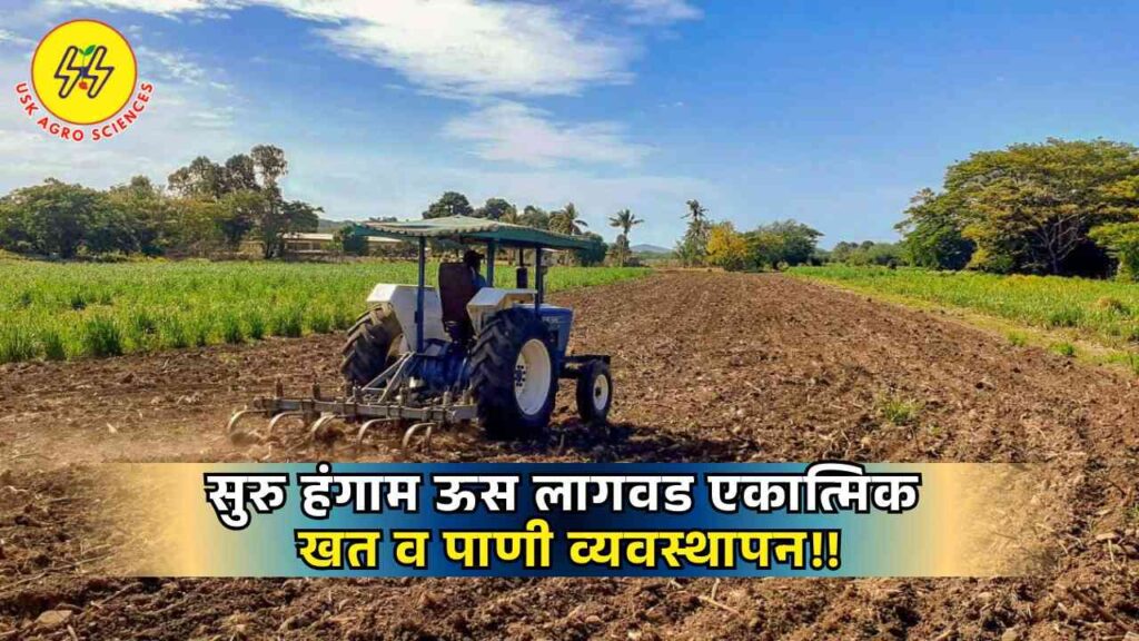 Sugarcane Cultivation 2025