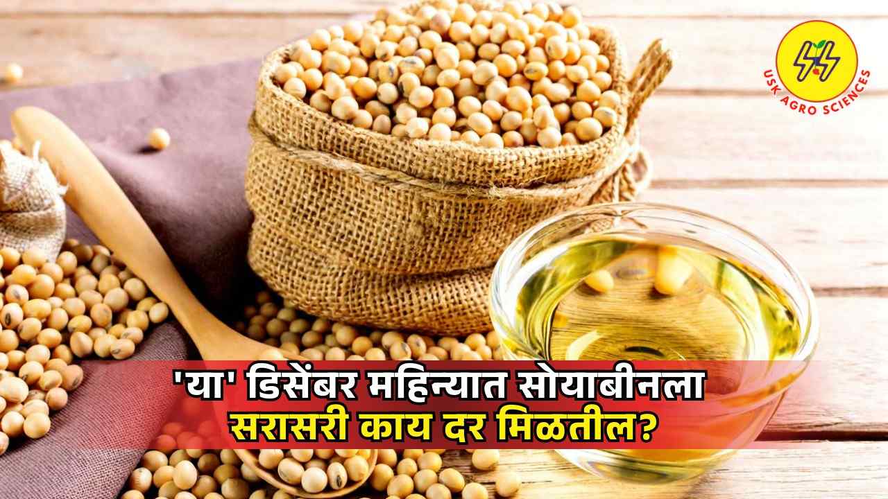 Soyabean Market 2025