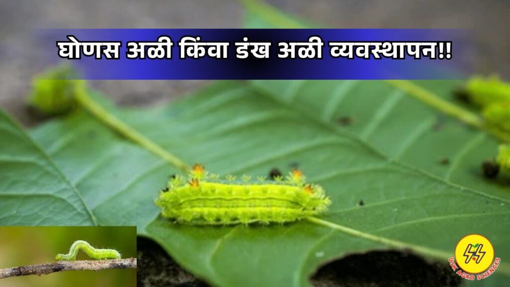 Slug Caterpilar or Stingworm 2025