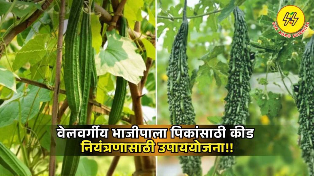 Vegetable Crops 2025 