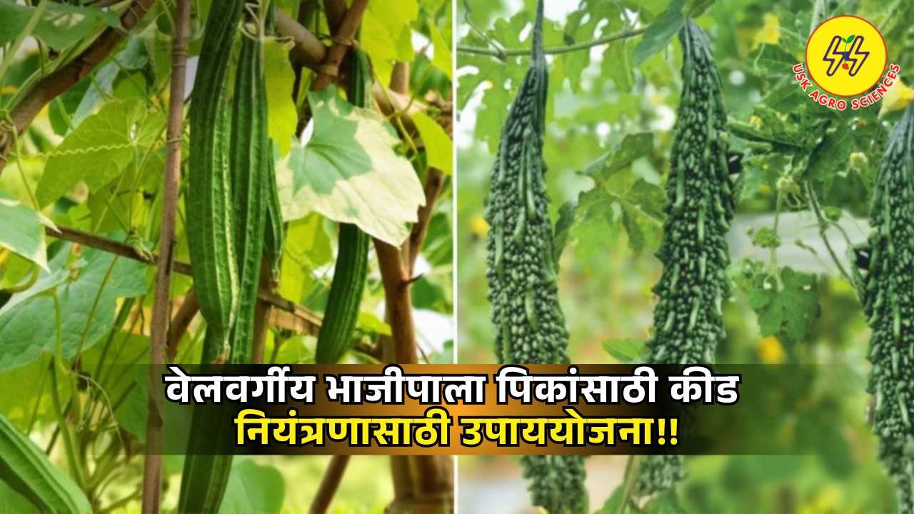 Vegetable Crops 2025