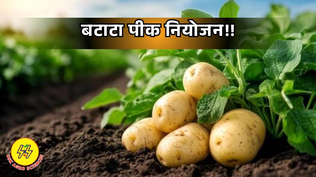 Potato Crop 2025