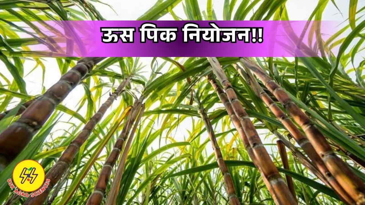 Sugarcane Crop 2025
