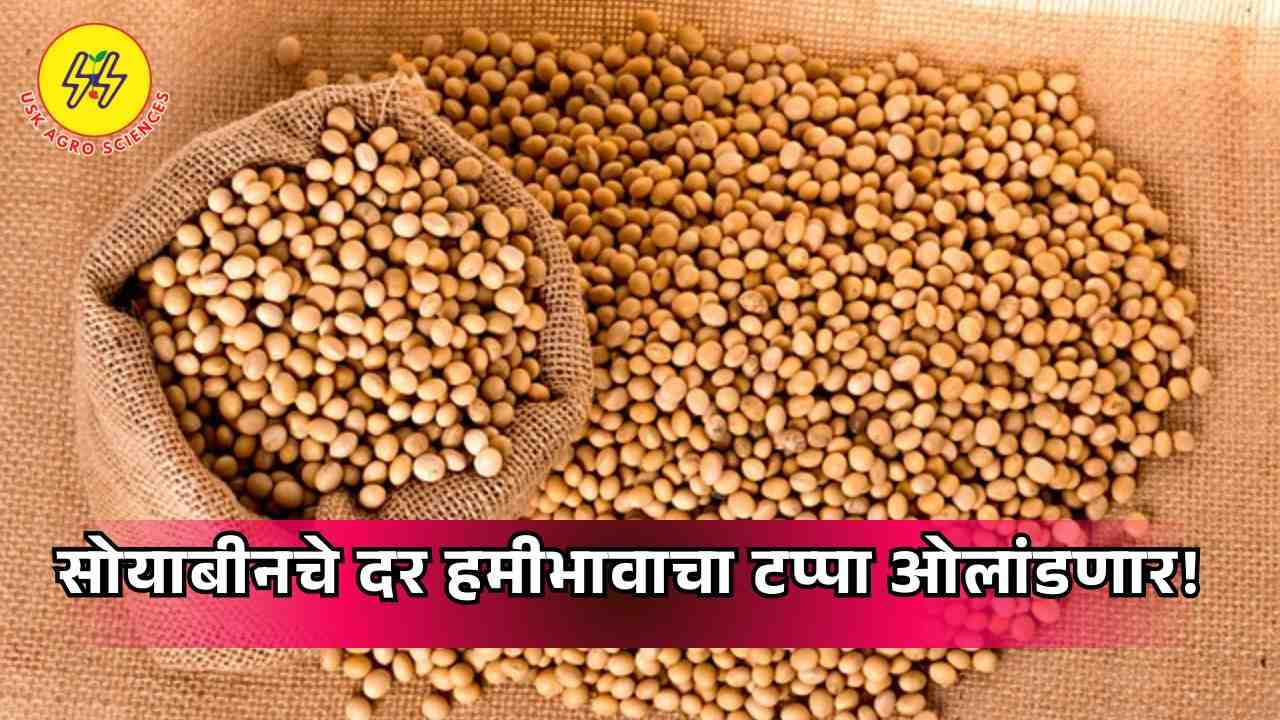 Soyabean Market 2025