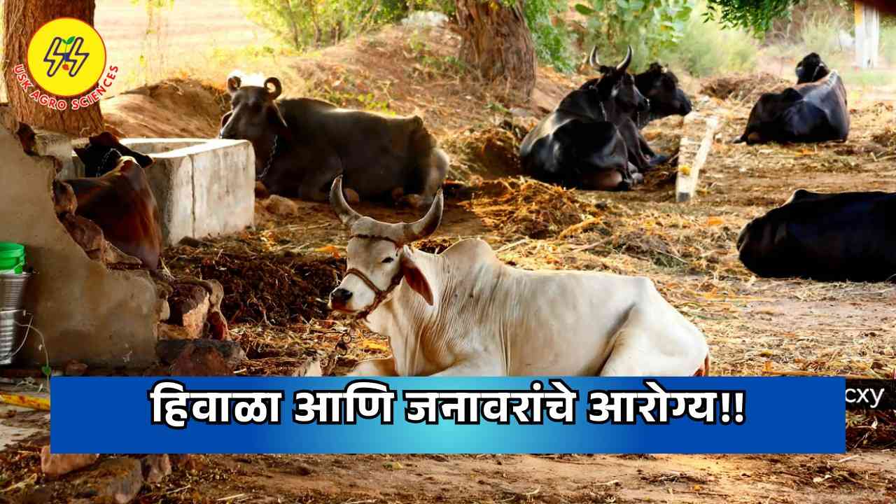 Winter and Animal Health 2025