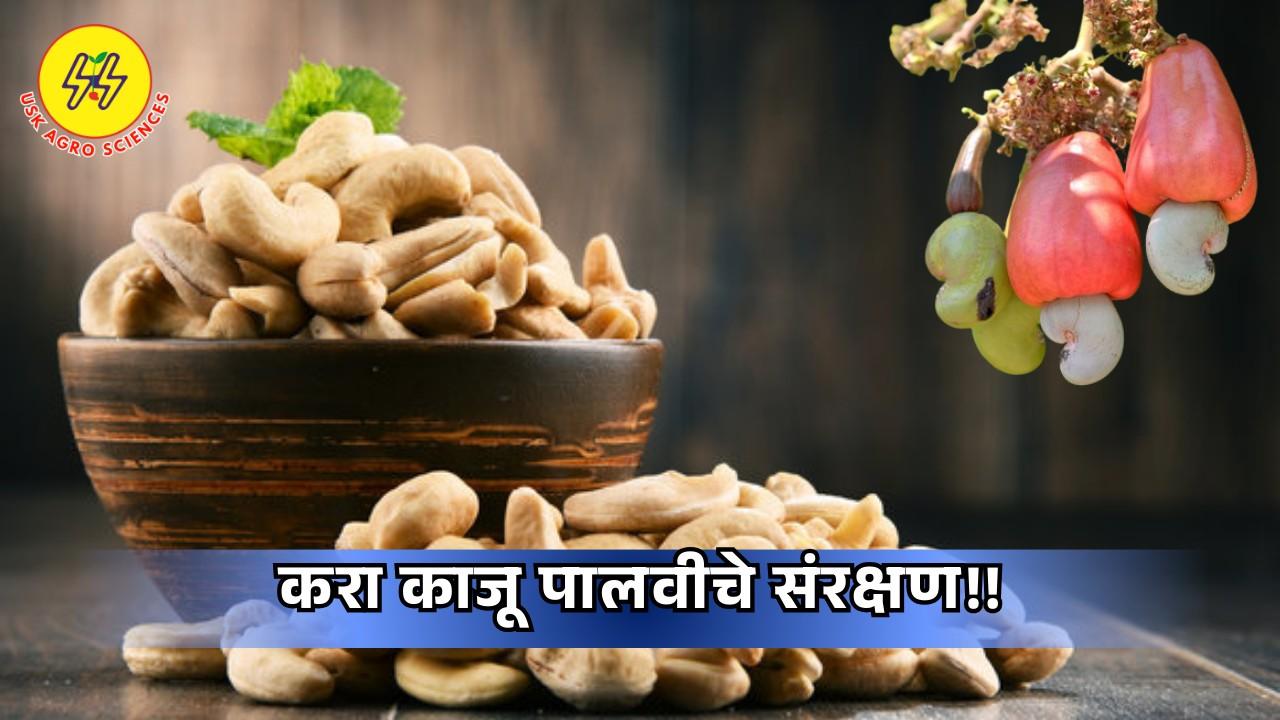 Cashew Seedlings 2025