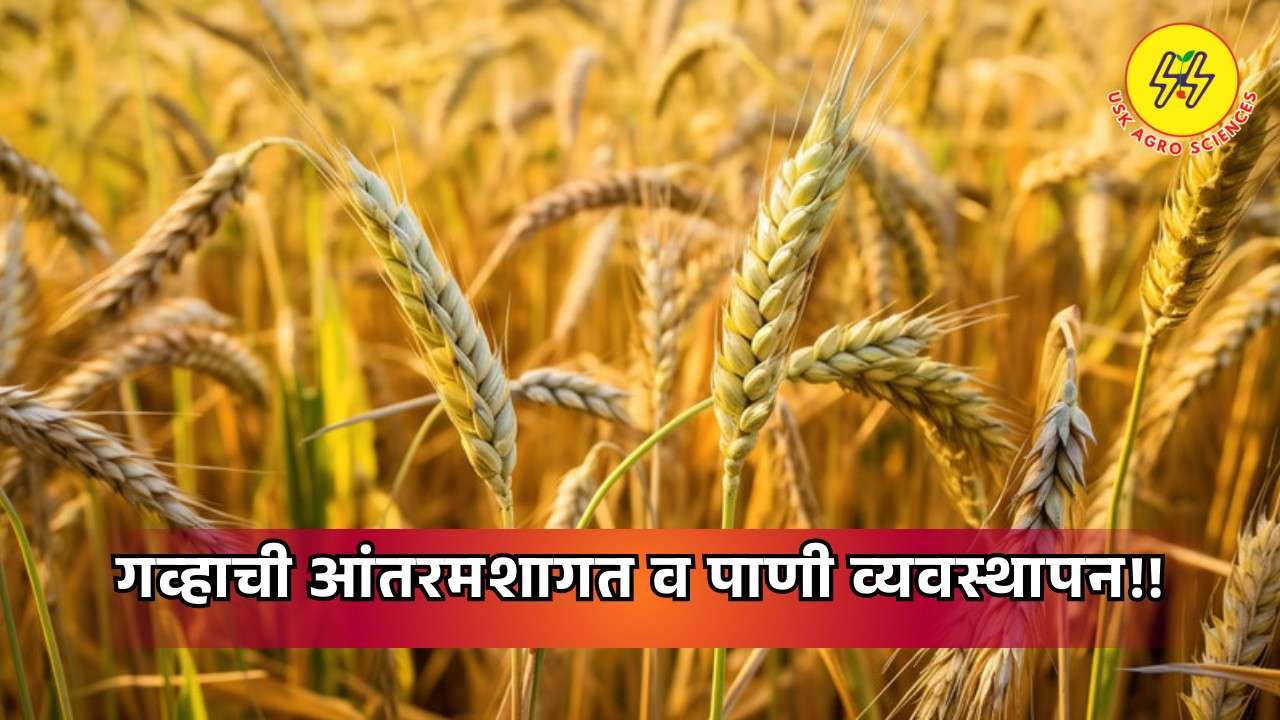 Wheat Intercropping 2025