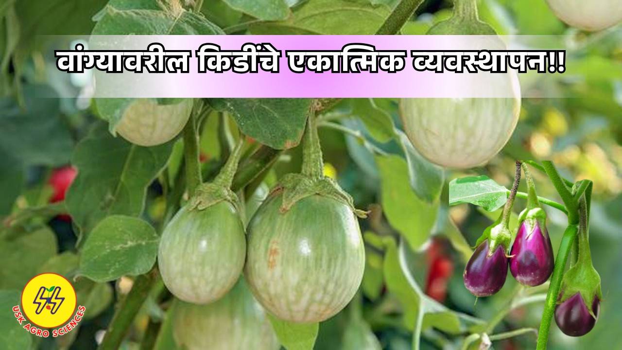 Brinjal Crop 2025