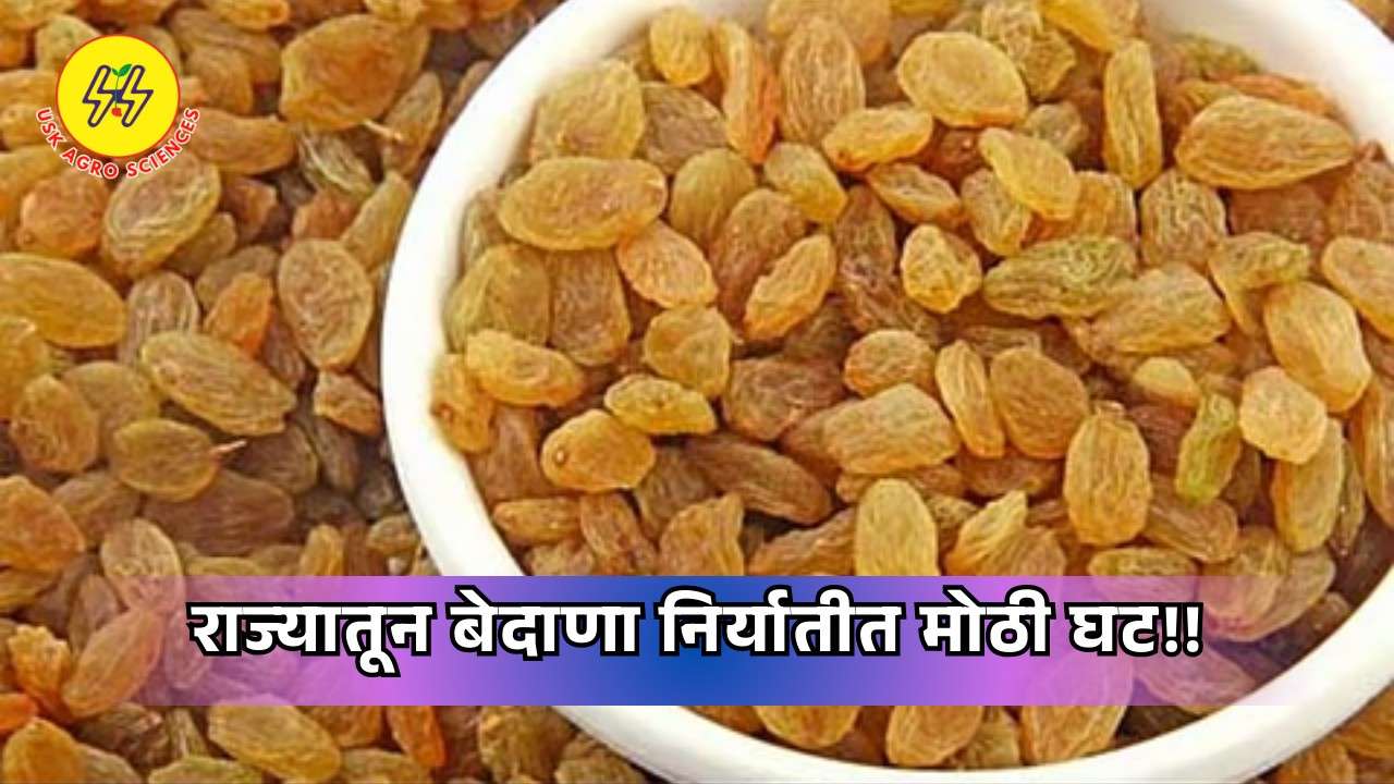 Currant Exports 2025