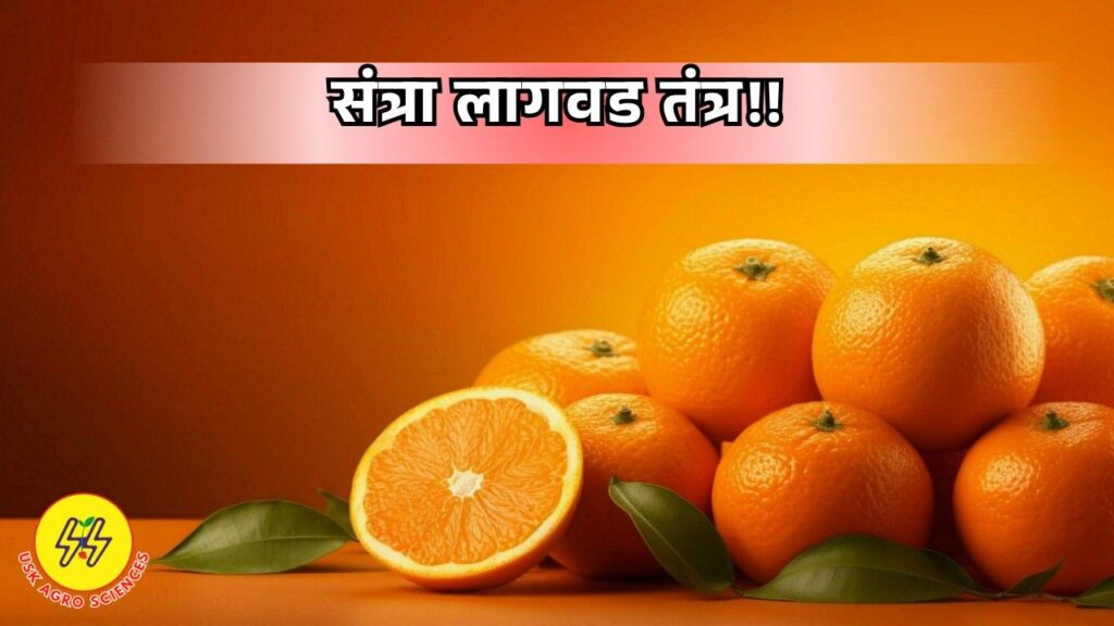 Orange Planting 2025