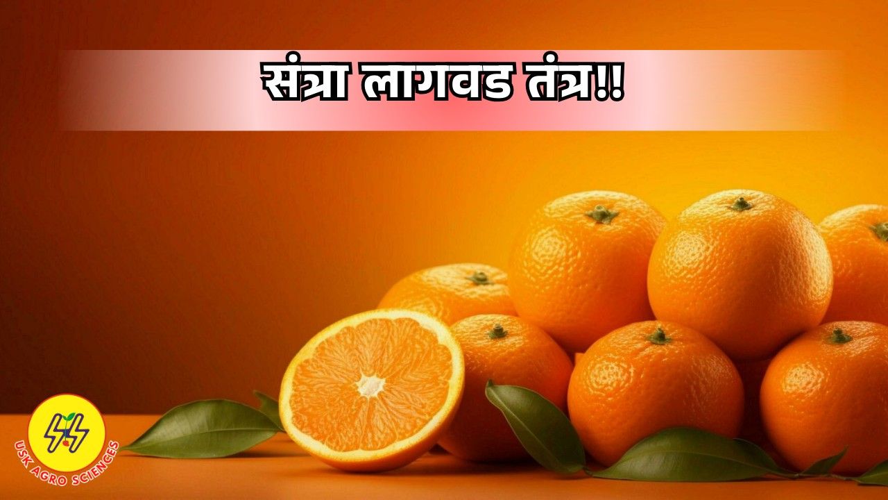 Orange Planting 2025