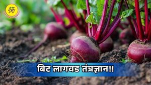 Beet Planting Technology 2025