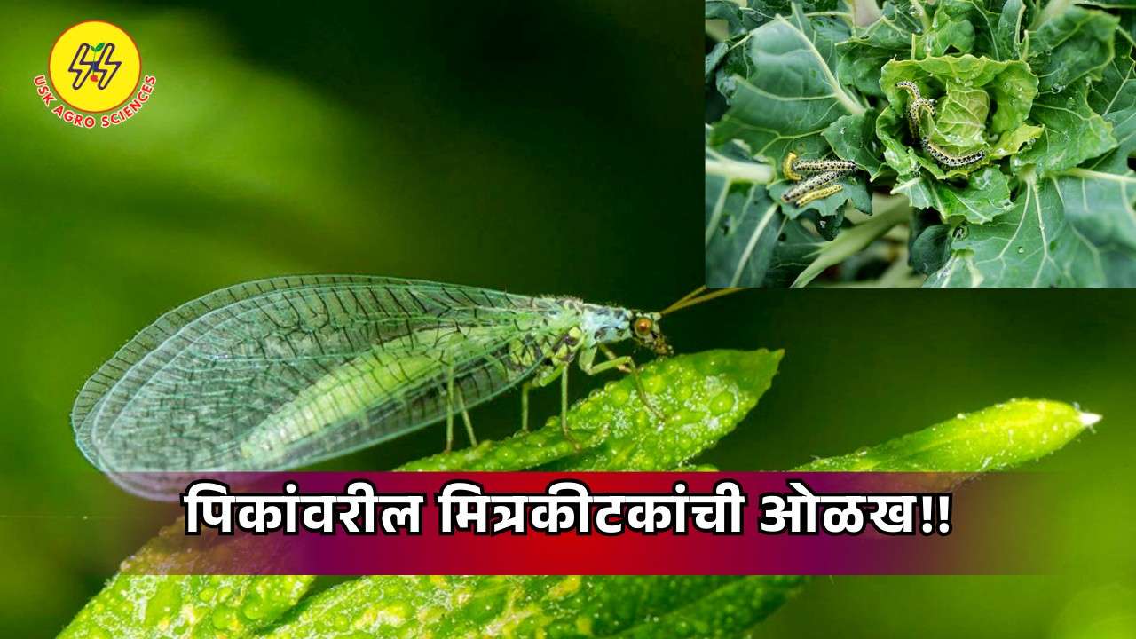 Identification of Insects on Crops 2025