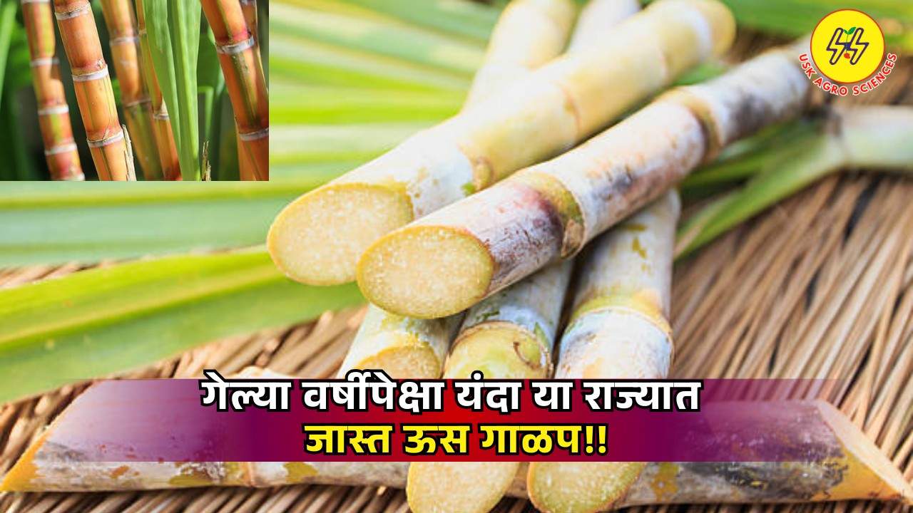 Sugarcane Crushed 2025