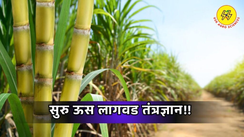 Sugarcane Cultivation Technology 2025