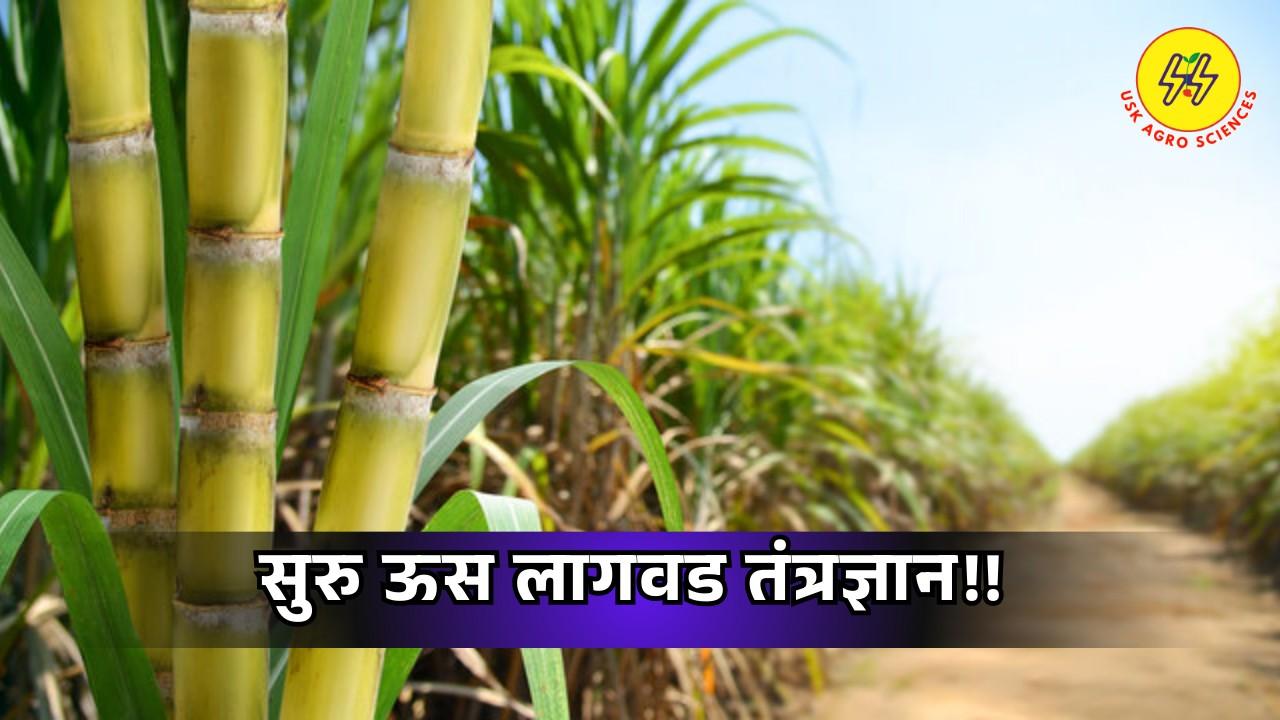 Sugarcane Cultivation Technology 2025