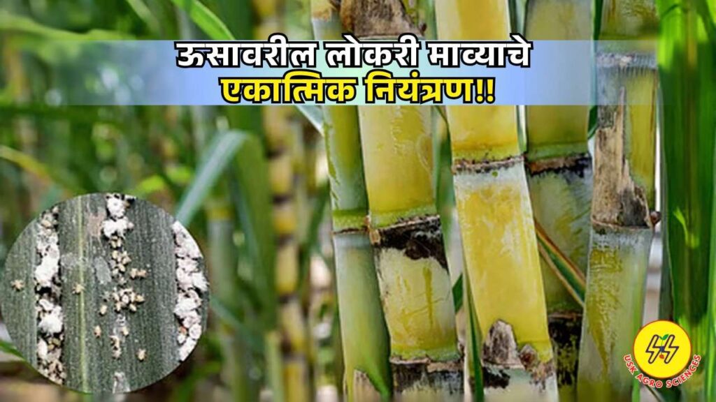 Pest control on sugarcane 2025