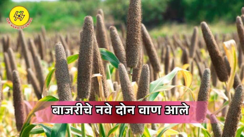 Biofortified Bajra Variety 2026
