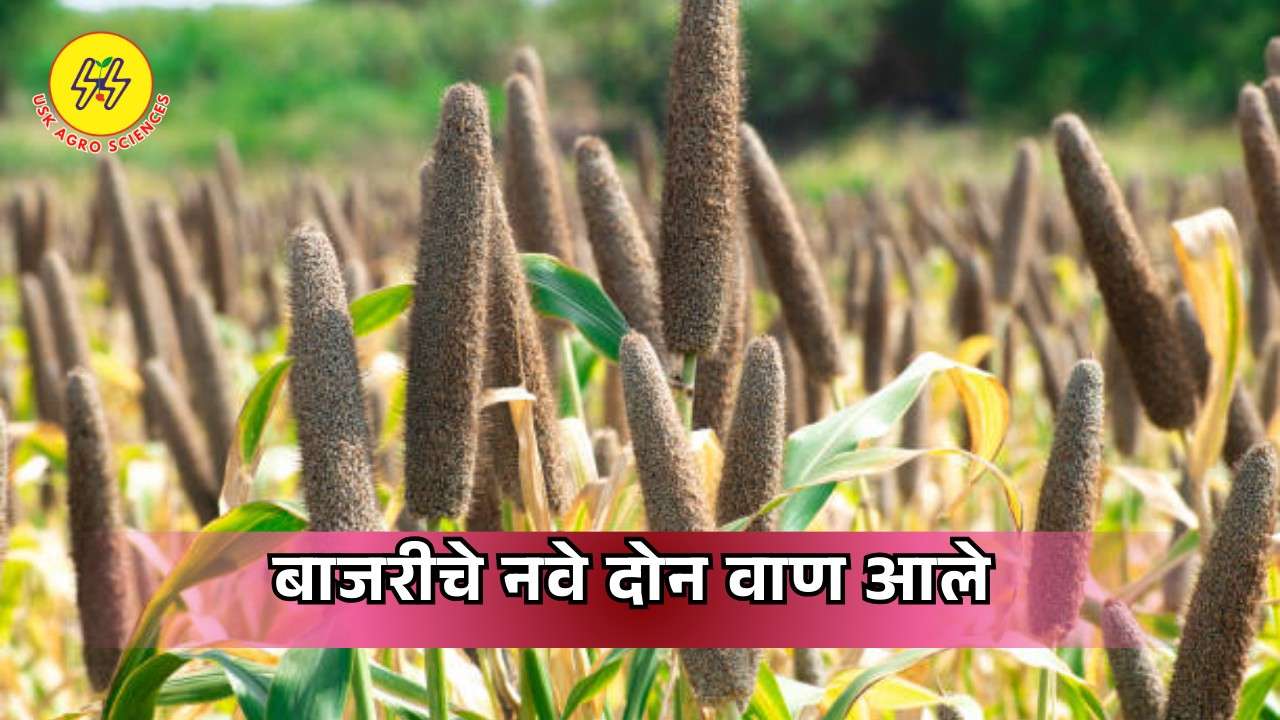Biofortified Bajra Variety 2026